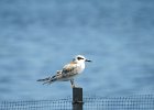 Forster's Tern (41)