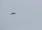 Forster's Tern (5)