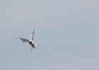 Forster's Tern (6)