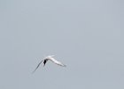 Forster's Tern (7)