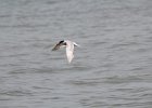 Forster's Tern (8)