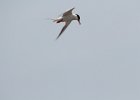 Forster's Tern (9)