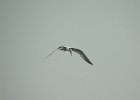Royal Tern (10)