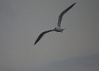 Royal Tern (11)