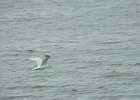 Royal Tern (12)