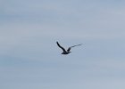 Royal Tern (2)