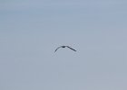 Royal Tern (4)