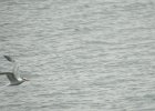 Royal Tern (5)