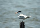 Royal Tern (6)