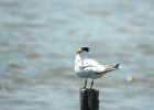 Royal Tern (7)