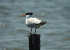 Royal Tern