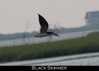 033 - 400 Black Skimmer