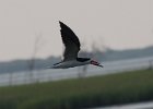 101Black Skimmer