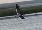 102Black Skimmer