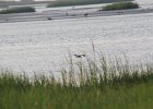 Black Skimmer (11)