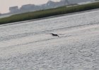 Black Skimmer (3)