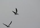Black Skimmer (6)