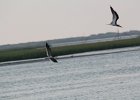 Black Skimmer (8)