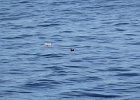 Pigeon Guillemot (1)