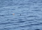 Pigeon Guillemot (2)