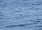 Pigeon Guillemot (3)