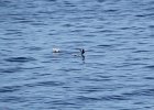 Pigeon Guillemot (4)