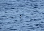 Pigeon Guillemot (5)