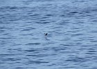 Pigeon Guillemot (6)
