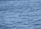 Pigeon Guillemot (7)