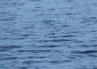 Pigeon Guillemot (8)