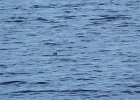Pigeon Guillemot (9)