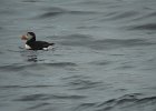 Atlantic Puffin (1)
