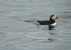Atlantic Puffin (10)
