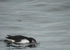 Atlantic Puffin (11)