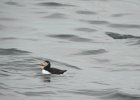 Atlantic Puffin (2)