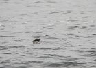 Atlantic Puffin (3)