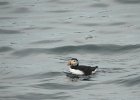 Atlantic Puffin (4)