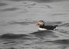 Atlantic Puffin (5)