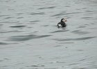 Atlantic Puffin (6)