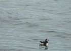 Atlantic Puffin (8)