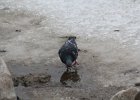 Rock Pigeon (10)