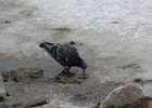 Rock Pigeon (11)