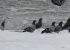 Rock Pigeon (17)
