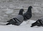 Rock Pigeon (20)