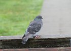Rock Pigeon (7)