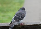 Rock Pigeon (8)