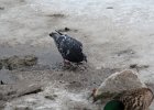 Rock Pigeon (9)