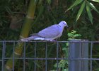101Eurasian Collared-Dove