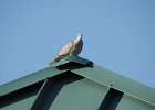 Eurasian Collared Dove (29)