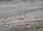 Eurasian Collared-Dove (15)